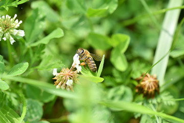 The bumble-bee polinates on the flower