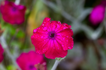 Rose campion, covered with rain drops