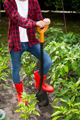 Fototapeta premium Female farmer posing with shovel on garden bed at sunny day