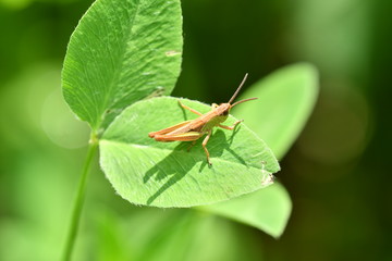 hidden grasshoppers insects on the grass