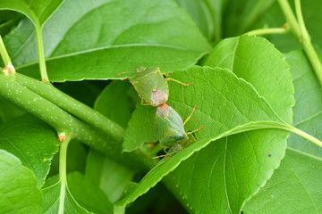 hidden grasshoppers insects on the grass