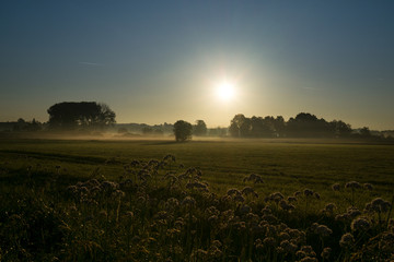 Morgens auf dem Land