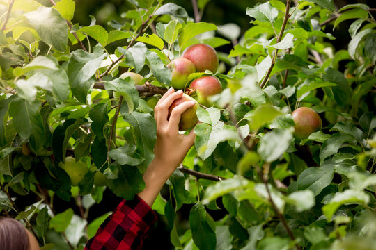 Closeup image of female hand picking apples from trees at sunny day