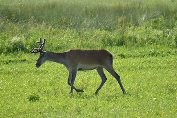 herd of stag and deers on the meadow grazing 