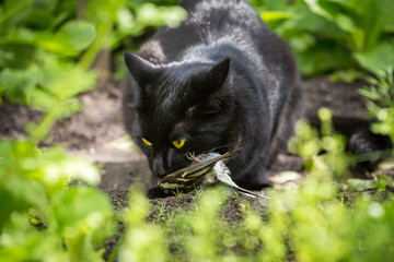 Hungry black cat on the hunt with a bird in the mouth outdoors