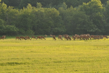 Fototapeta na wymiar herd of stag and deers on the meadow grazing 