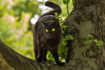 Beautiful black Bombay cat in a tree in the summer on the nature