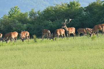 Naklejka na ściany i meble Stag deer bellows in rut season on the meadow keep watching his deerskin flock