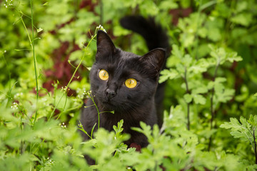 Beautiful cute bombay black cat portrait with yellow eyes and attentive look in green grass and...