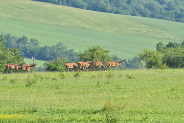 Obraz premium herd of stag and deers on the meadow grazing 
