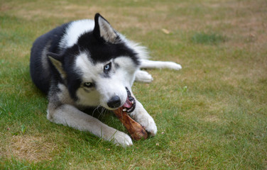 Husky en train de ronger un os