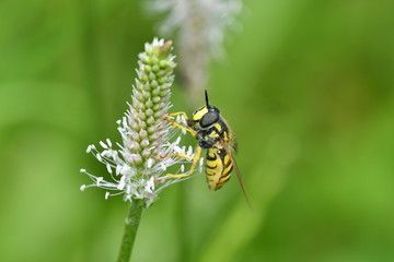 wasp sitting in the nest macro	