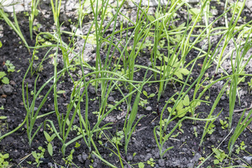 at the bottom of the garden grows vegetables