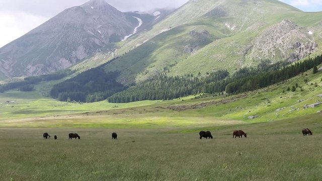 Cavalli pascolano liberi, Gran Sasso