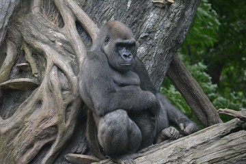Waiting Gorilla