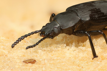 Käfer focus stacking Kopf