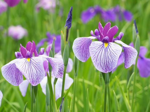 花菖蒲