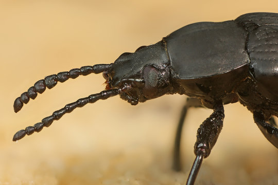Käfer Makroaufnahme Kopf