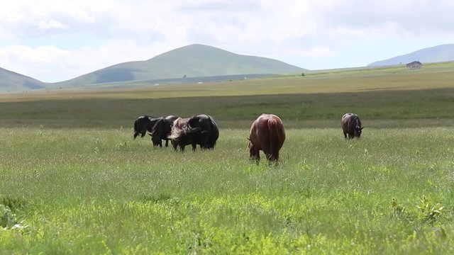 Cavalli pascolano liberi, Gran Sasso