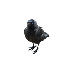 The western jackdaw (Corvus monedula), isolated on white background