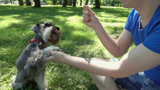 Man gives hand to his dog and feeding him, slow motion shot at 240fps, steadycam shot
