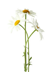Beautiful chamomile flowers on white background