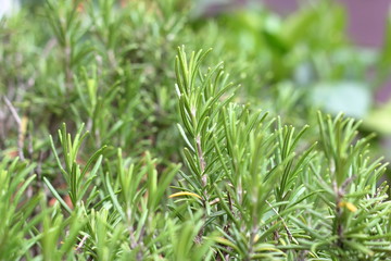 Rosmarino nell'orto.