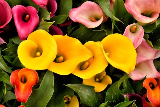 Fototapeta Calla lily (Zantedeschia) flowers in full bloom.