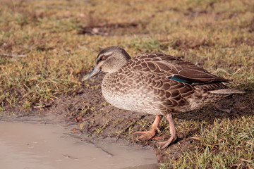 Duck by puddle