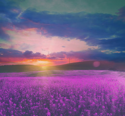 summer field with flowers at magnificent sunset. soft focus vintage colored natural background