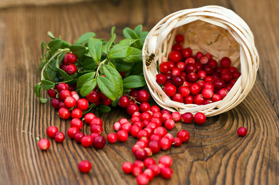 fresh ripe cranberries poured on wooden background from the basket
