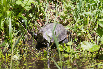 European bog turtle - Emys orbicularis