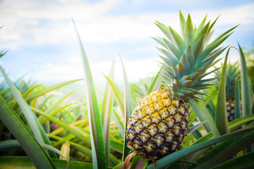Pineapple tropical fruit growing in garden. space for texture - 162130470