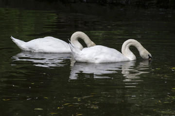 A pair of white swans on a pond