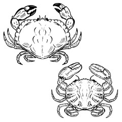 Hand drawn crabs isolated on white background. Design elements for poster, emblem, sign, seafood restaurant menu. Vector illustration