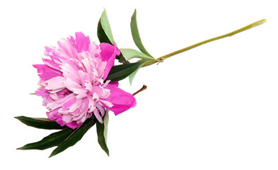 Pink bright peony fresh flowers isolated