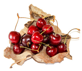 Ripe sweet cherry berries on a curled dried leaf with shadow isolated