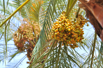 Date palm trees