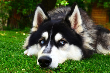 Close up view of a Siberian Husky making a sad face