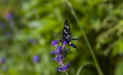 Fototapeta na wymiar colorful butterfly on spring flowers 