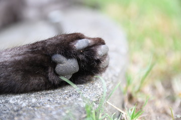 paw of a black cat