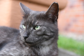 Naklejka na ściany i meble black domestic cat lying in the grass