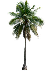 Coconut tree white background isolate natural beautifu object