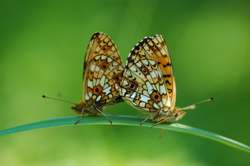 Obraz na płótnie Canvas two butterfly