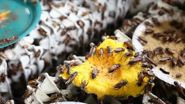 crickets eating pumpkin in industrial farm