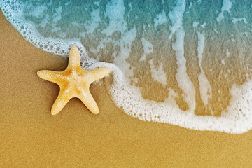 Fototapeta na wymiar Sea star or starfish on sandy shore after the tide.