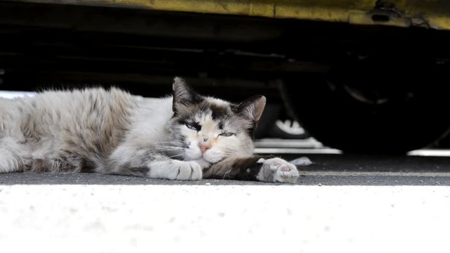 Gato en la calle descansando. 