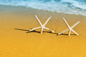 Fototapeta na wymiar Two sea star or starfish on golden sandy against sea background.