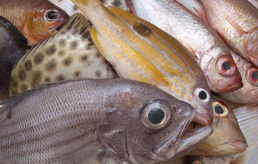 Tropical fish background.