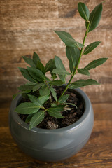 Bay leaf plant in pot on wooden table in front of wooden wall.